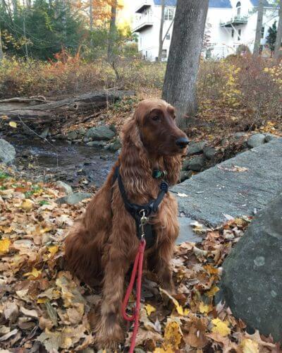 Ruddy setter (dog) on leash sitting among leaves