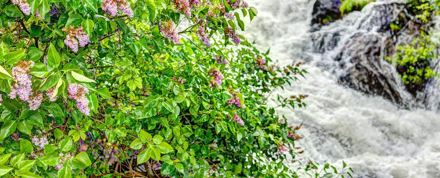 Flowers and waterfall in Camden, Maine.