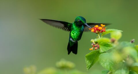 Green Hummingbird